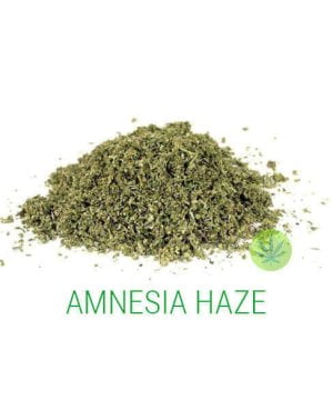 amnesia haze gruis